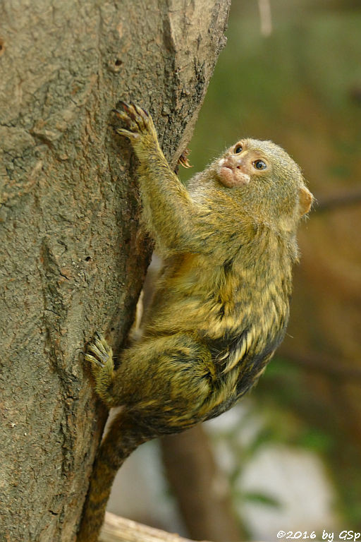 Zwergseidenäffchen