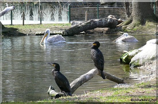 Krauskopfpelikan und Kormoran