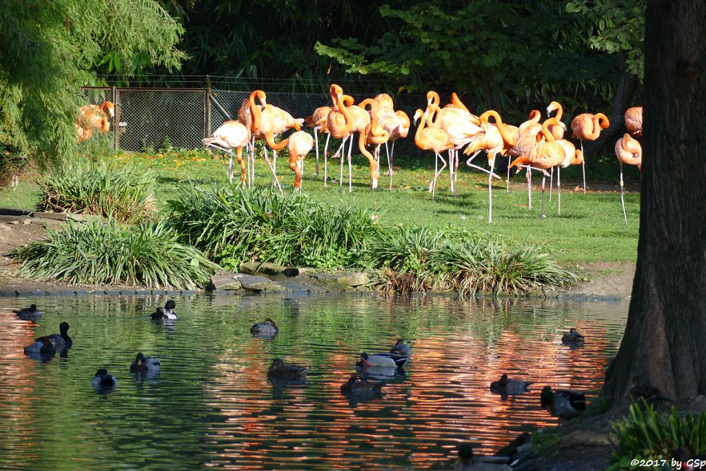 Kubaflamingo (Karibischer Flamingo, Roter Flamingo)