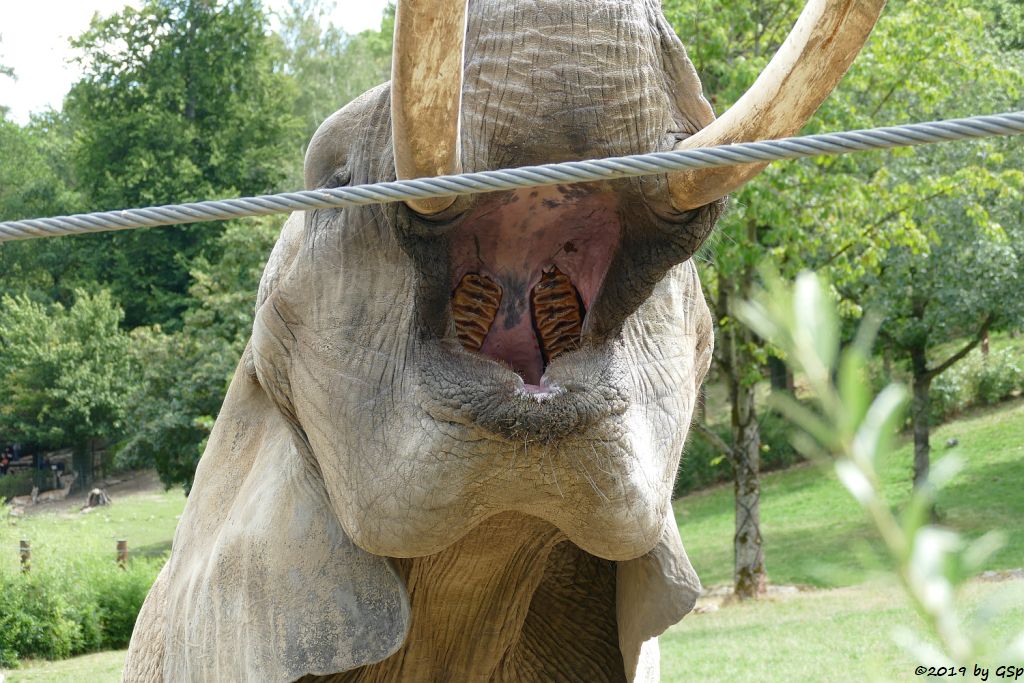 Afrikanischer Elefant ZIMBA