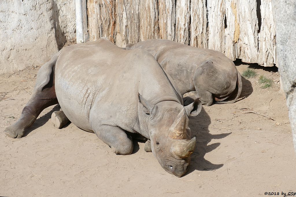 Spitzmaulnashorn (Spitzlippennashorn, Doppelnashorn)