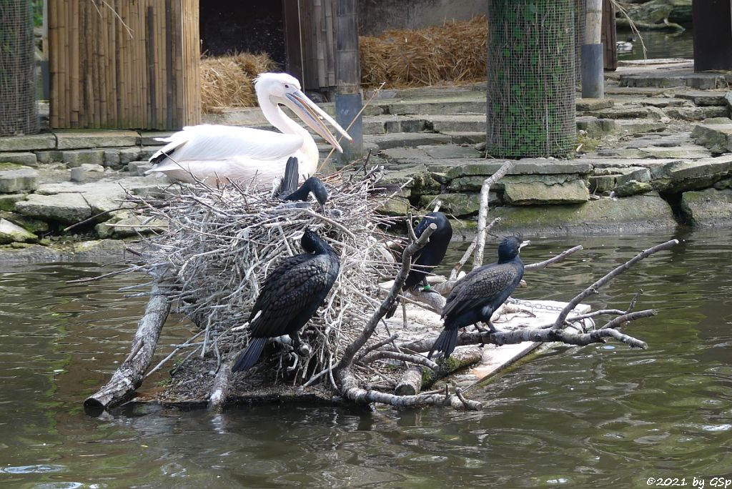 Eurasischer Kormoran, Rosapelikan