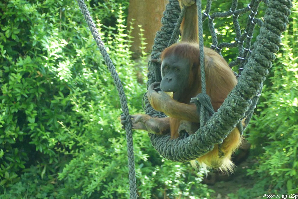 Sumatra-Orang-Utan