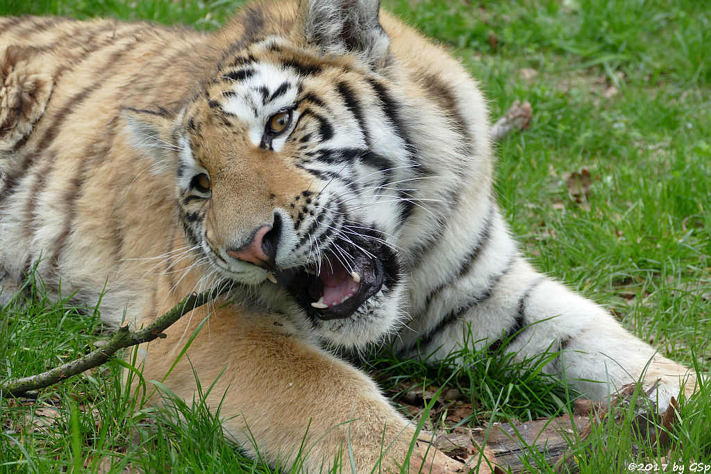 Amurtiger (Sibirischer Tiger, Mandschu-Tiger)