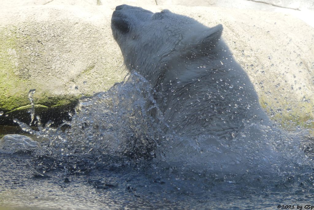 Eisbär (Polarbär)