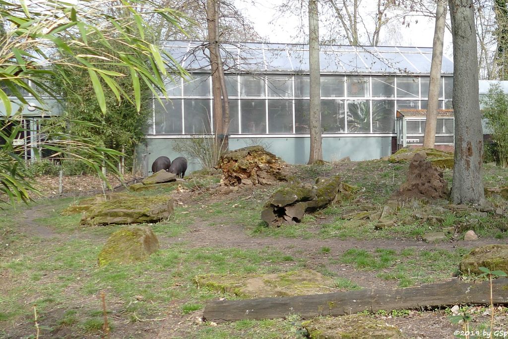 Flachlandtapir (Südamerikanischer Tapir)