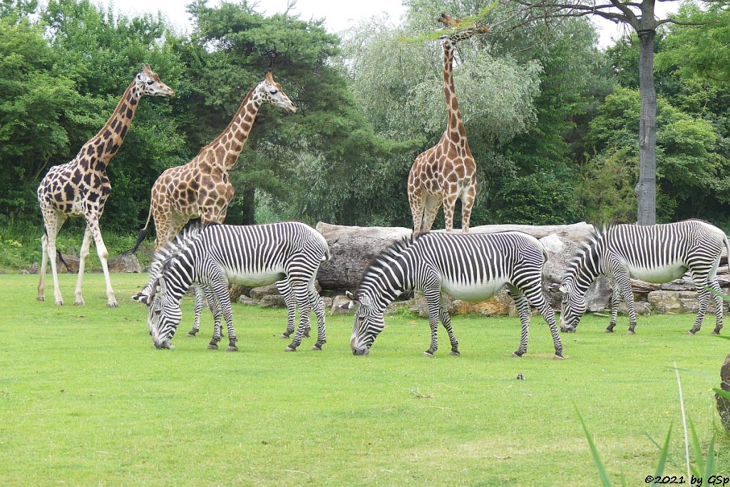 Grévy-Zebra, Rothschildgiraffe (Uganda-Giraffe, Baringo-Giraffe)
