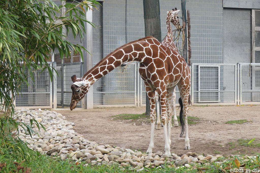 Netzgiraffe