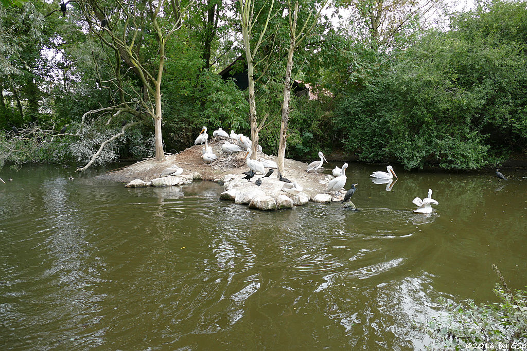 Krauskopfpelikan, Kormoran