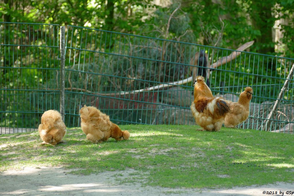 Zwerg-Seidenhuhn