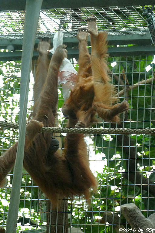 Sumatra-Orang-Utan