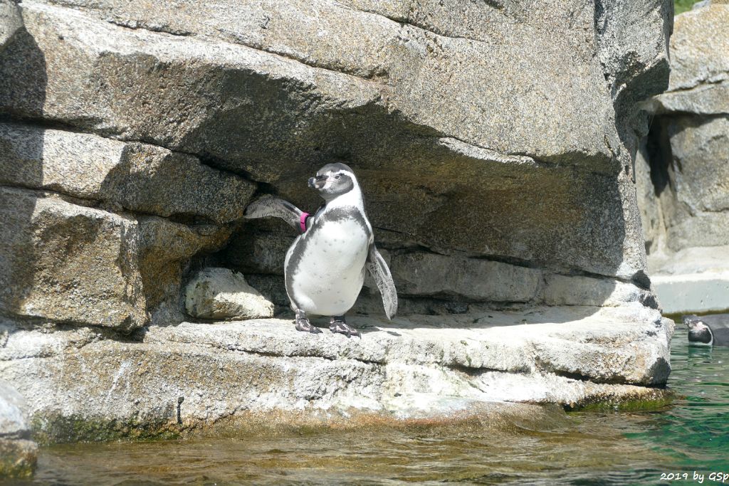 Humboldtpinguin