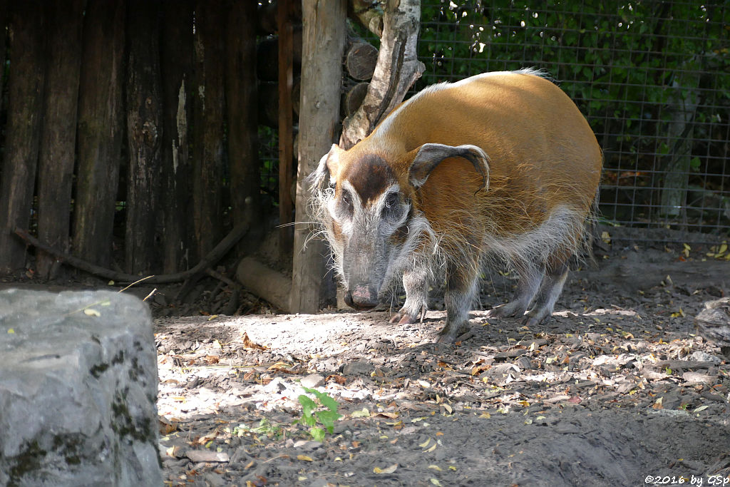 Pinselohrschwein