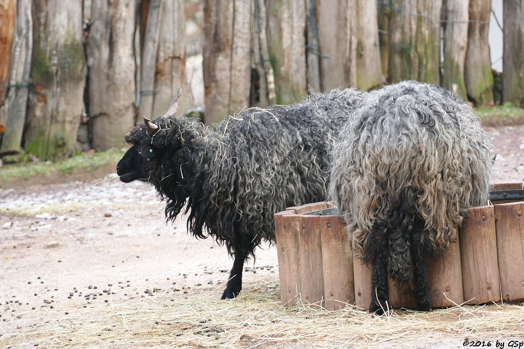 Ungarisches Zackelschaf