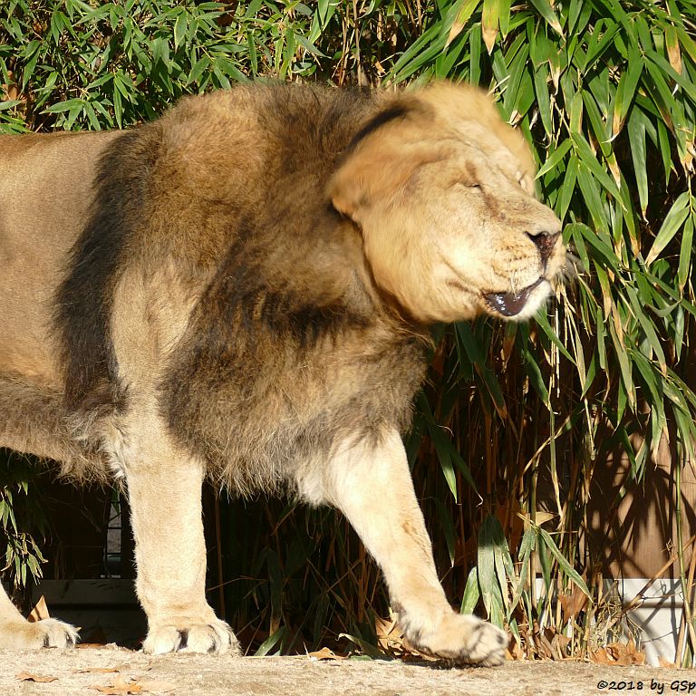 Asiatischer (Indischer) Löwe KUMAR