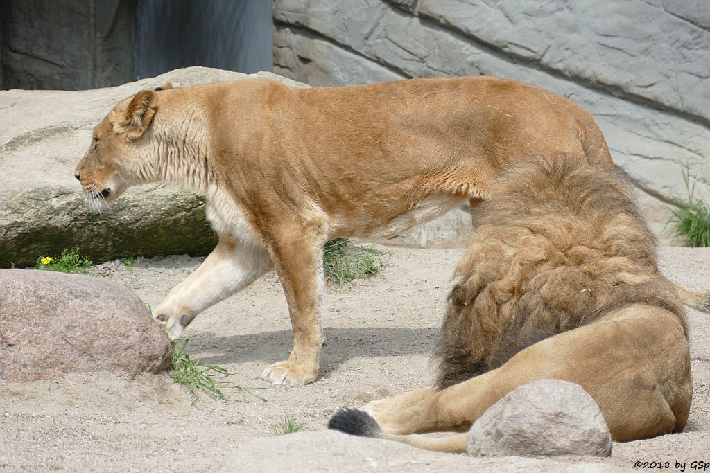 Afrikanischer Löwe