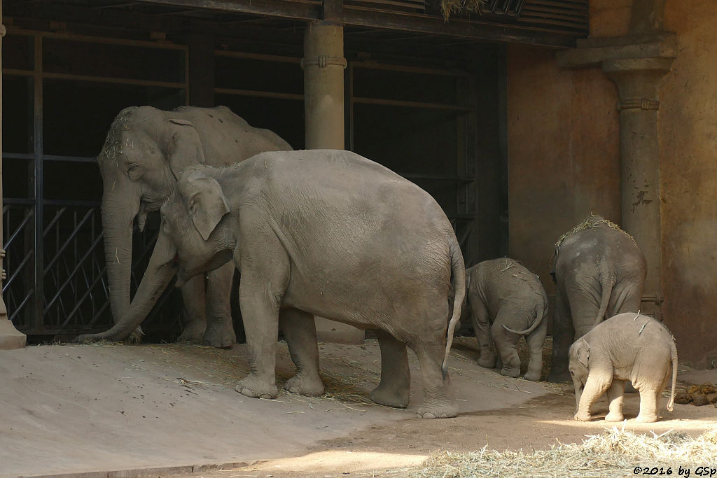 YASHODA, KANDY, ANJULI, ASSAM, KANJA