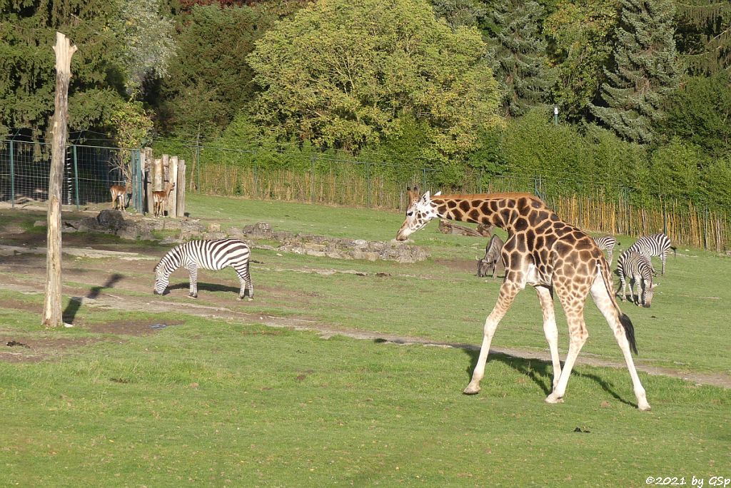 Impala (Schwarzfersenantilope), Böhm-Steppenzebra (Grant-Zebra), Südliches Streifengnu (Blaues Gnu), Rothschildgiraffe (Uganda-Giraffe, Baringo-Giraffe)