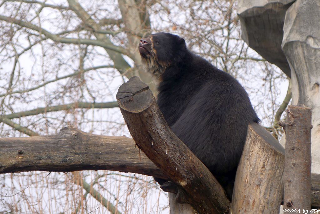 Brillenbär