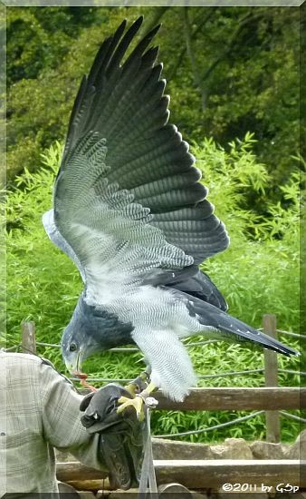 Blaubussard (Kordillerenadler, Aguja-Blauadler)