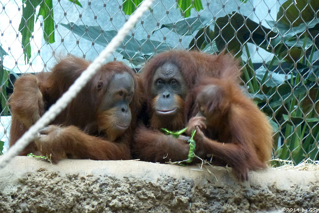 Sumatra-Orang-Utan LUCU, ROSA und SAYANG