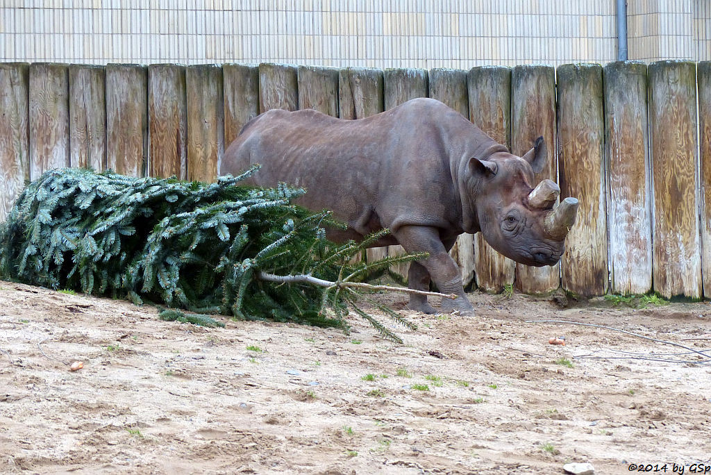 Spitzmaulnashorn  TSORORO