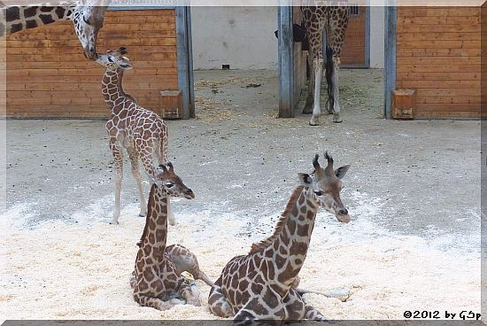 Rothschild-Giraffe MELMAN, LARA und KALOU