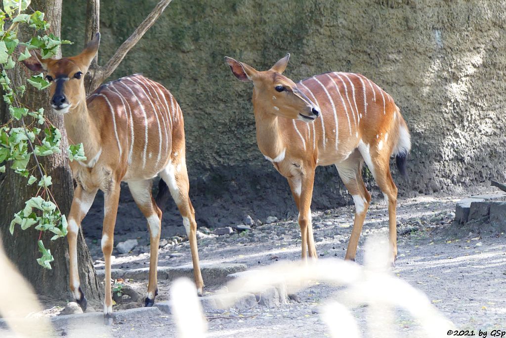 Nyala (Tieflandnyala, Flachlandnyala)