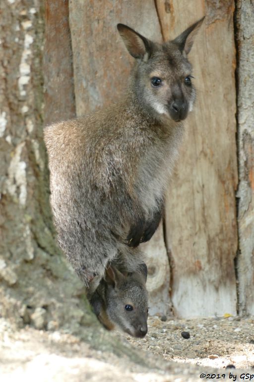 Rotnackenwallaby (Bennettkänguru)