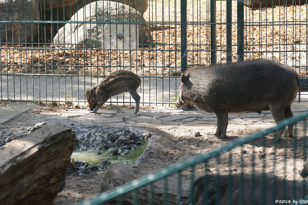 Negros-Pustelschwein (Visayas-Pustelschwein, Visayas Mähnenschwein), Jungtier geb. 17.7.18