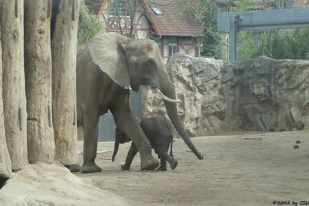 Elefanten Zoo Halle: TANA, SIMON