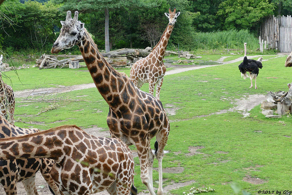 Rothschildgiraffe (Uganda-Giraffe, Baringo-Giraffe), Nordafrikanischer Strauß (Nordafrikanischer Rothalsstrauß)