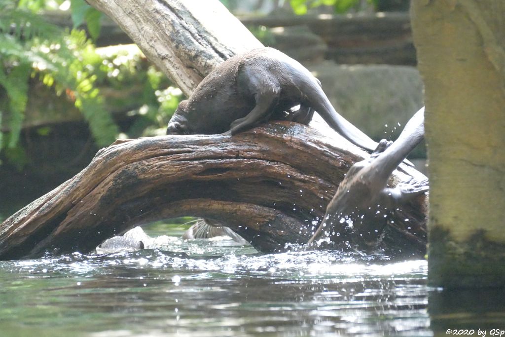 Riesenotter, 3 Jungtiere geb. 20.5.20