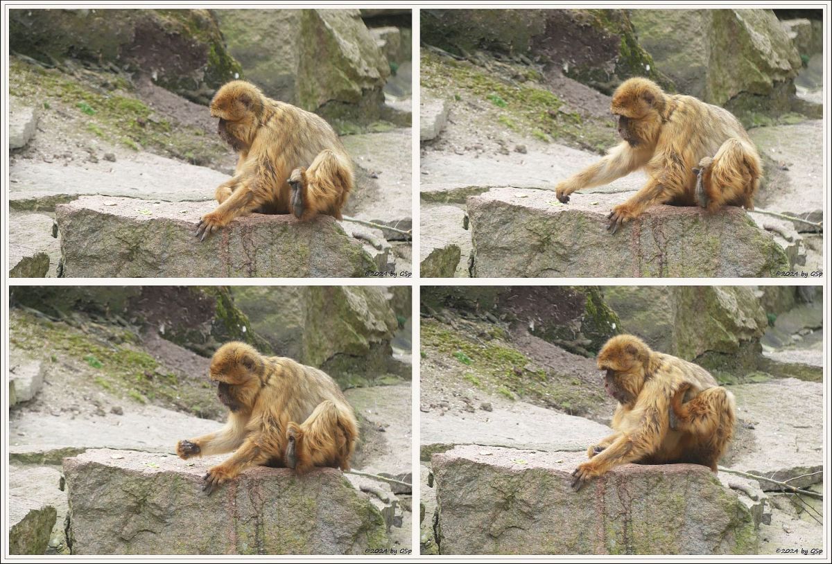 Zoo Halle: Berberaffe (Magot)