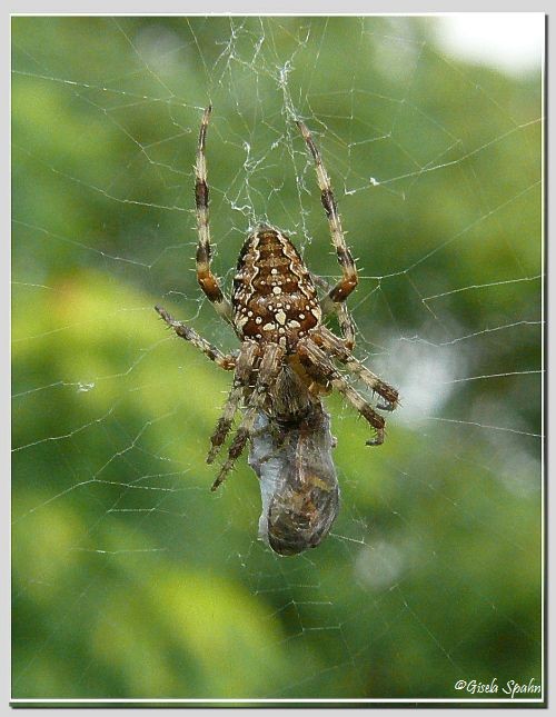 Kreuzspinne