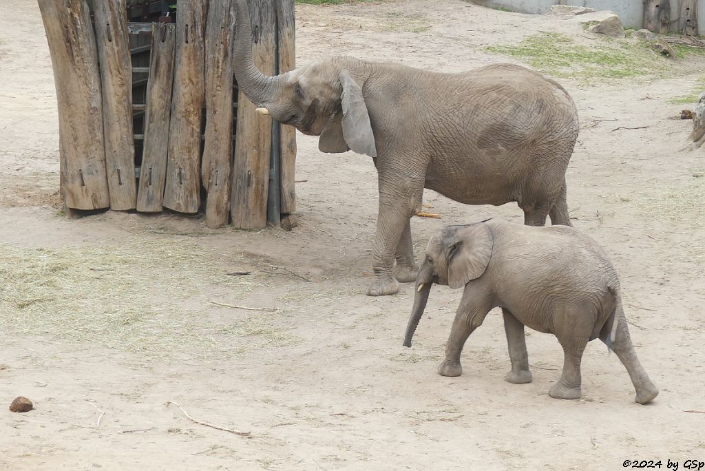 Elefanten Zoo Halle: PORI, TAMIKA