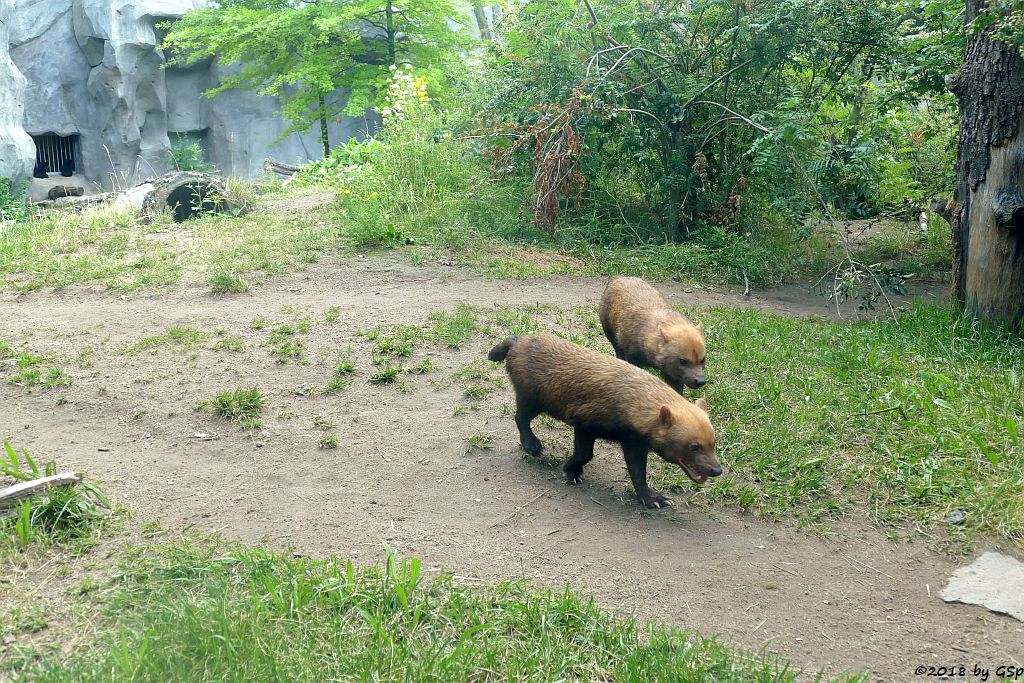 Waldhund (Buschhund)