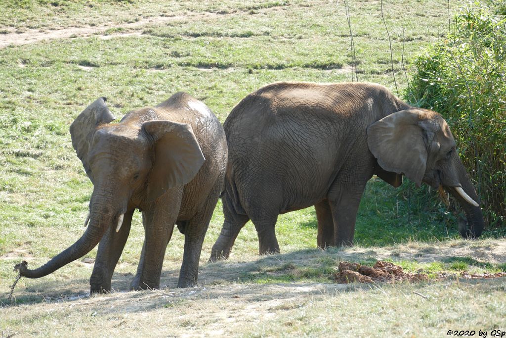 KARIBA, LILAK