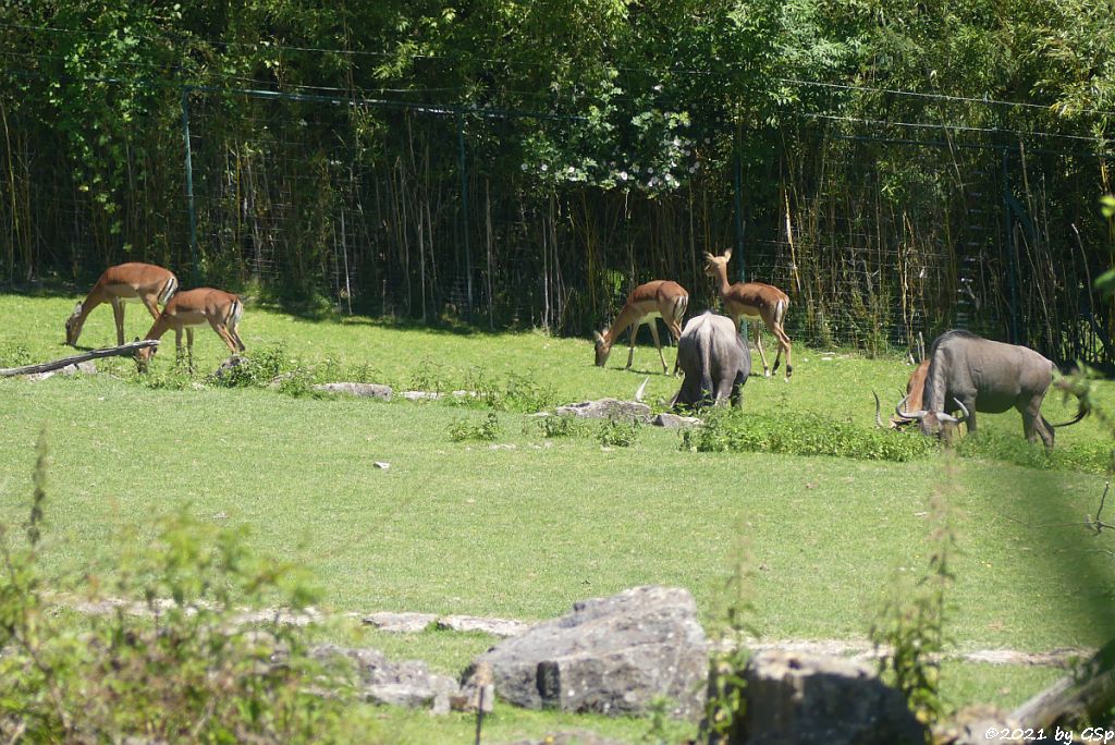 Impala (Schwarzfersenantilope), Südliches Streifengnu (Blaues Gnu)