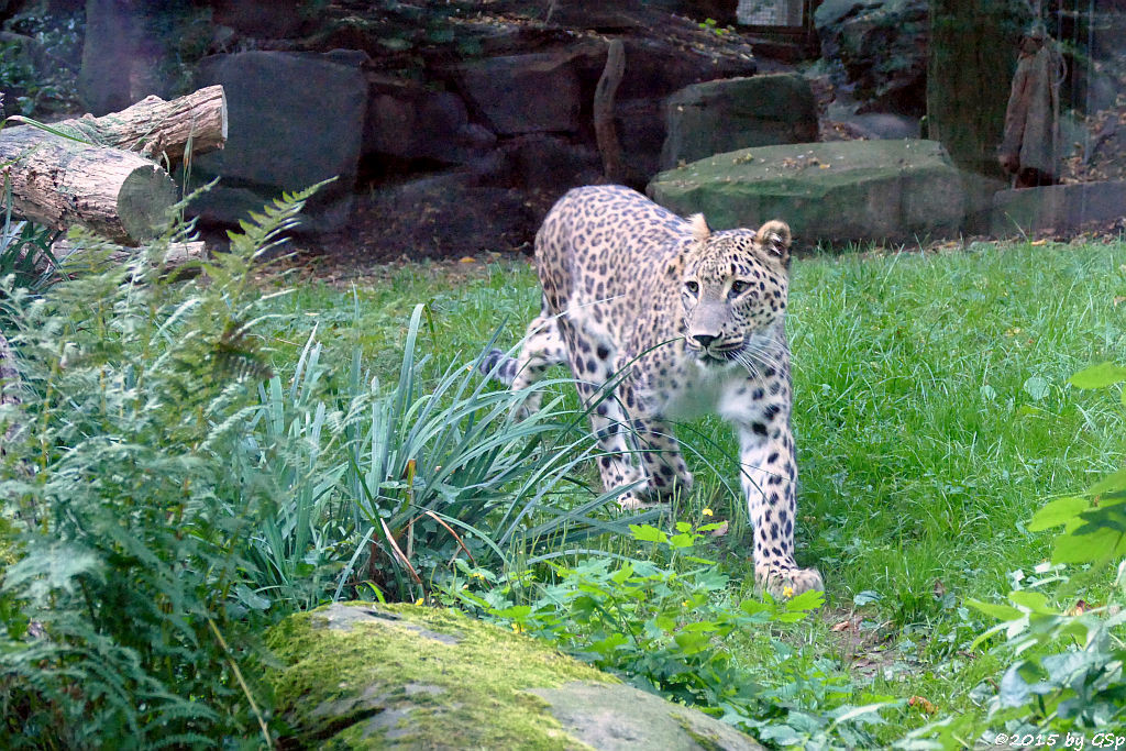 Nordpersischer Leopard (Afghanischer Leopard)