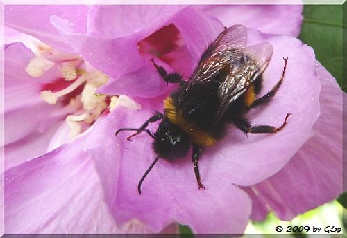 Dunke Erdhummel 