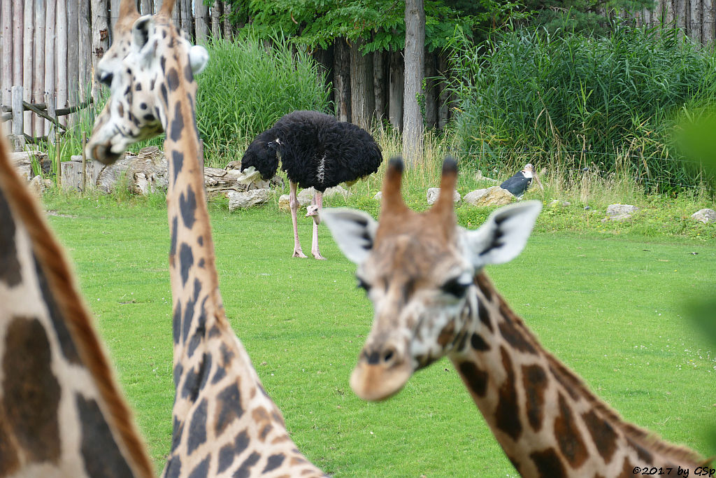 Rothschildgiraffe (Uganda-Giraffe, Baringo-Giraffe), Nordafrikanischer Strauß (Nordafrikanischer Rothalsstrauß)