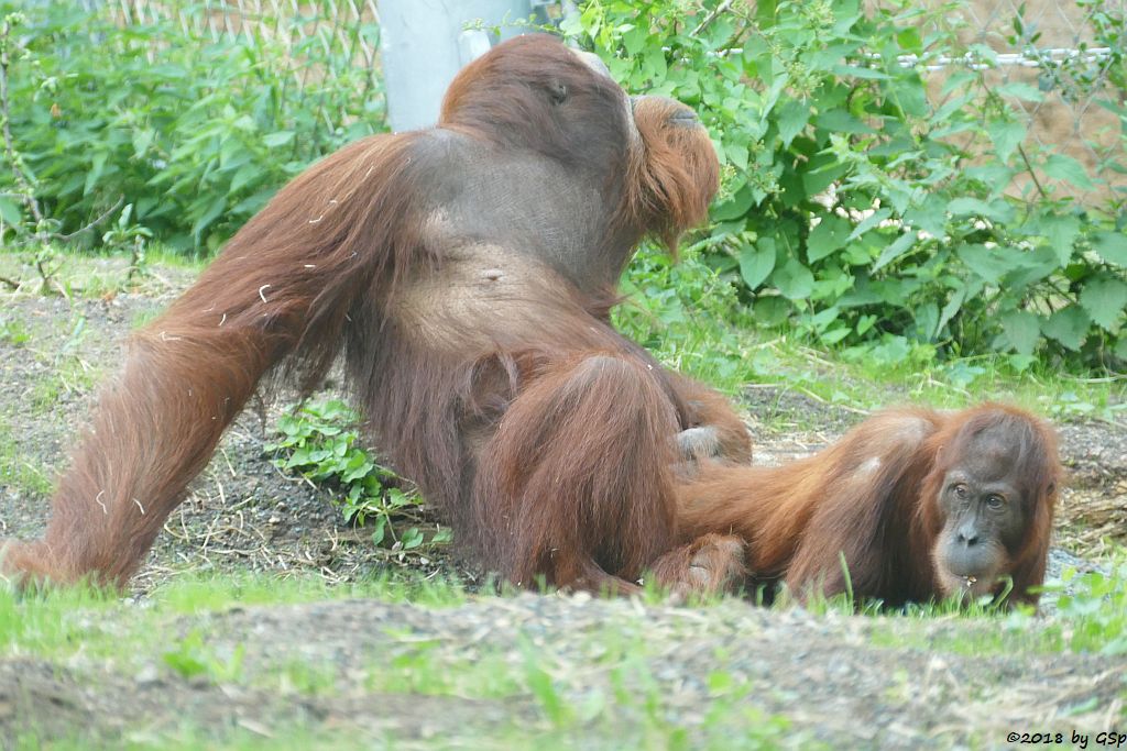 Sumatra-Orang-Utan KEMBALI und INDAH