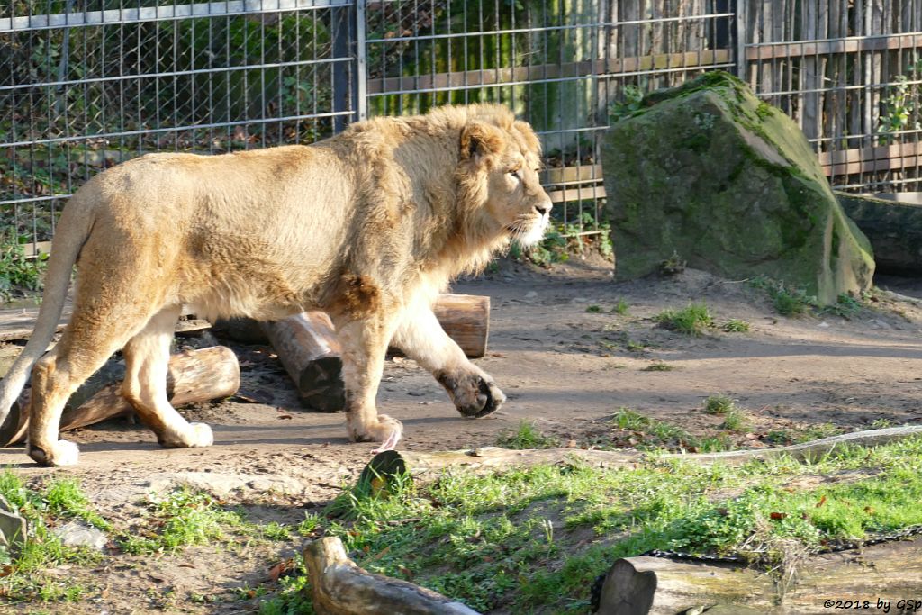 Asiatischer Löwe (Indischre Löwe) NAVIN