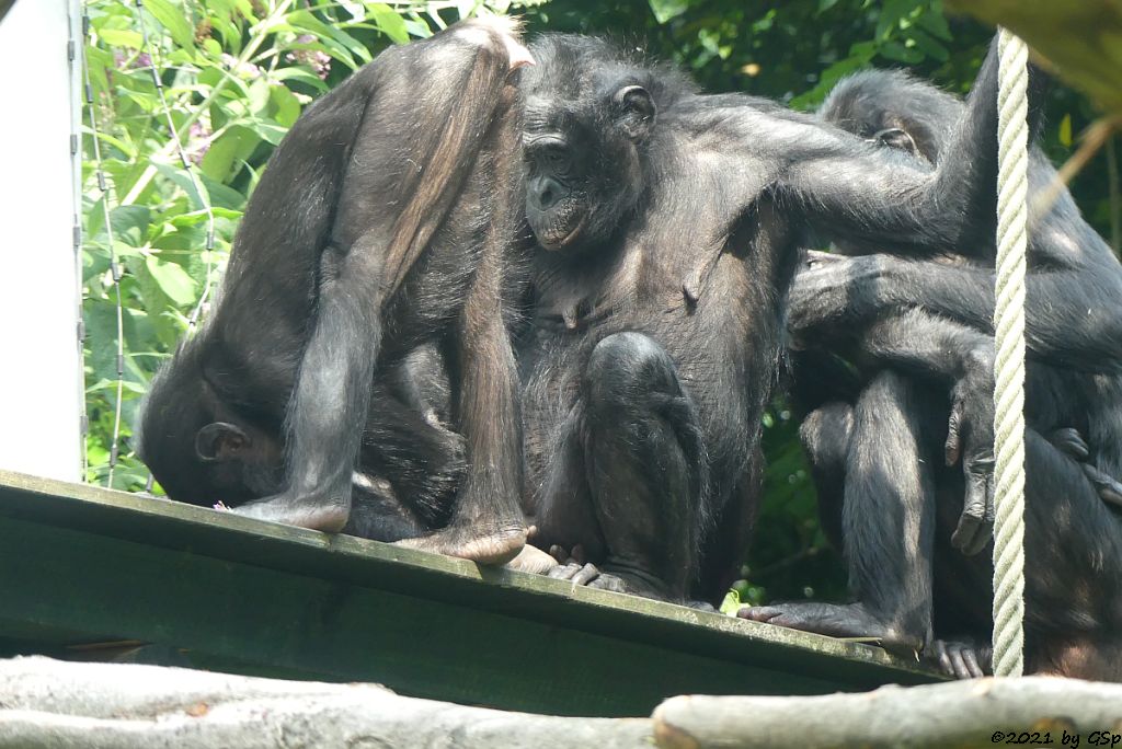 Bonobo (Zwergschimpanse), GEMENA mit Tochter KIJANI, geb. am 4.7.21