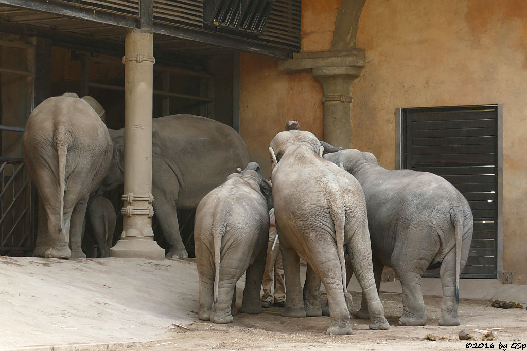 YASHODA, KANJA, KANDY, ASSAM, LAI SINH, SHILA