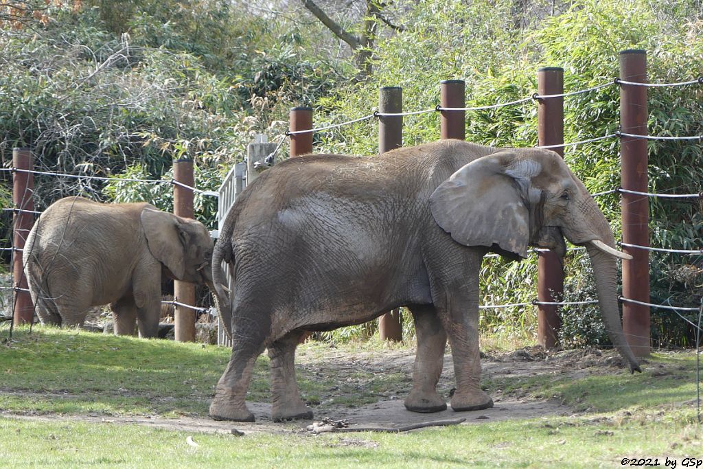 KARIBA, LILAK