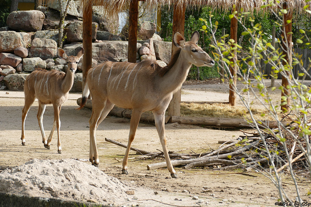 Großer Kudu