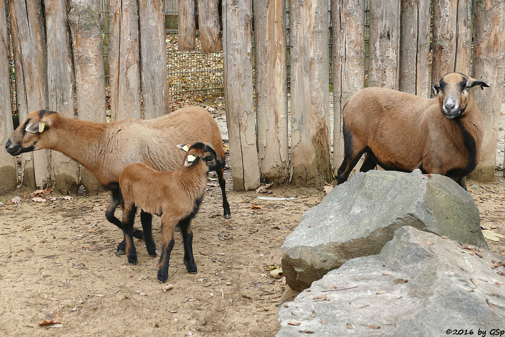 Kamerunschaf