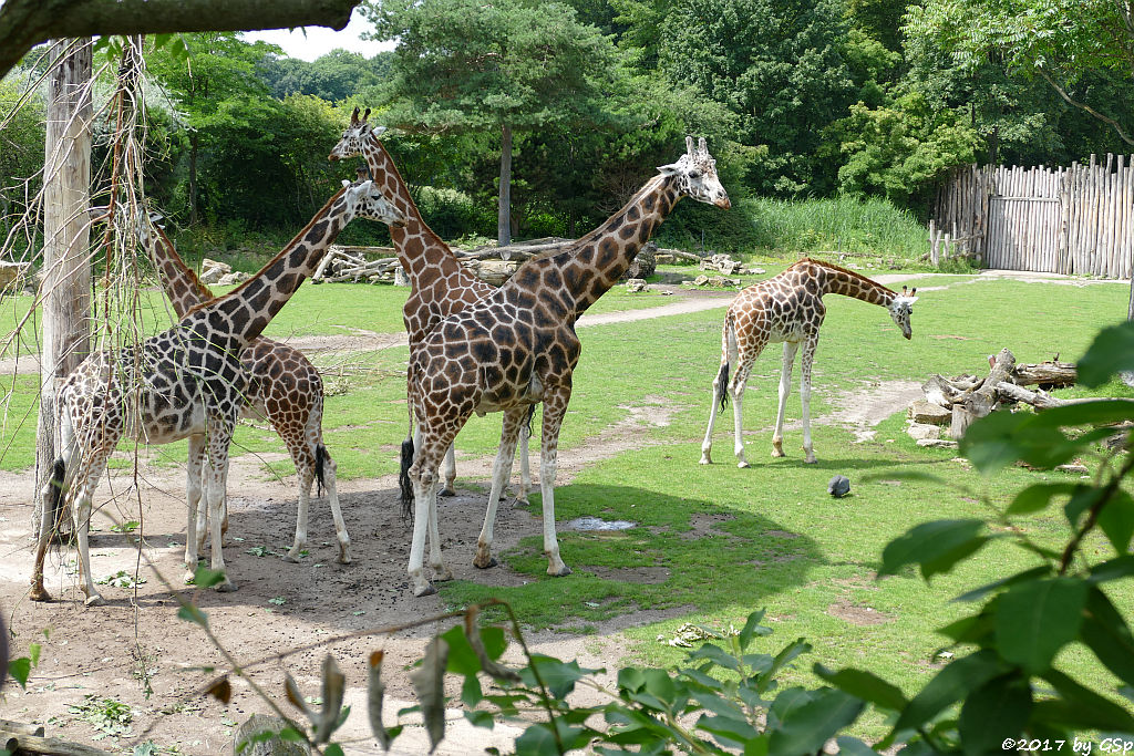 Rothschildgiraffe (Uganda-Giraffe, Baringo-Giraffe)